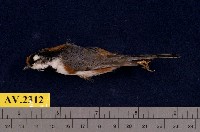 藏品(紅頭山雀)的圖片